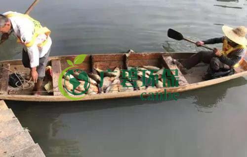 廣州旺旺食品廢水直排，永和河大量魚類死亡(圖1)